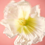 Hajuvesi NUORI Parfum Naturel Midsommer 50ml
