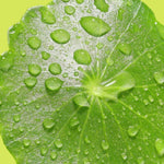 Djusie Acid Bloom hoitoneste gotu kola raaka-aine 